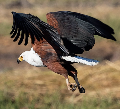 African Fish Eagle taking off